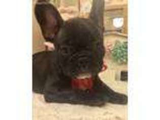 French Bulldog Puppy for sale in Northbrook, IL, USA