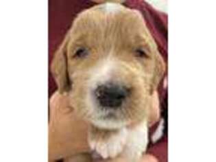 Goldendoodle Puppy for sale in Lake Forest, CA, USA
