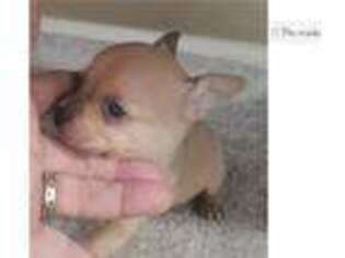 Chihuahua Puppy for sale in Joplin, MO, USA