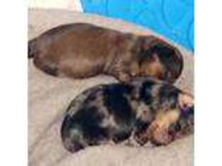 Dachshund Puppy for sale in Cape May, NJ, USA