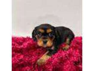 Cavalier King Charles Spaniel Puppy for sale in Kokomo, IN, USA