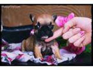 French Bulldog Puppy for sale in Vandalia, MO, USA