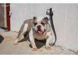 Bulldog Puppy for sale in Parlier, CA, USA