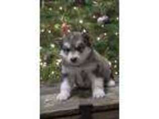 Alaskan Malamute Puppy for sale in Fort Wayne, IN, USA