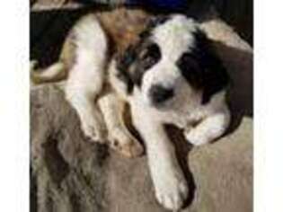 Saint Bernard Puppy for sale in Lexington, IL, USA