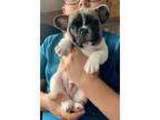 French Bulldog Puppy for sale in Wisdom, MT, USA