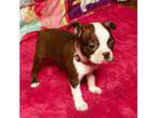 Boston Terrier Puppy for sale in Decherd, TN, USA