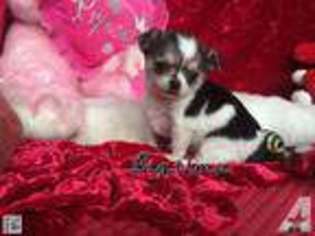 Chihuahua Puppy for sale in COLUMBIA, MO, USA