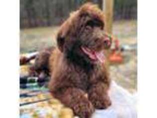 Portuguese Water Dog Puppy for sale in Rincon, GA, USA