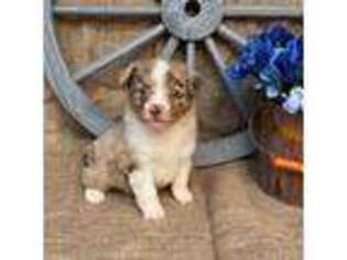 Miniature Australian Shepherd Puppy for sale in Kalama, WA, USA