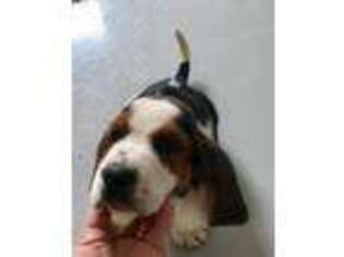 Basset Hound Puppy for sale in Vienna, IL, USA