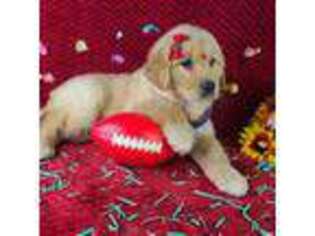 Golden Retriever Puppy for sale in Southbury, CT, USA