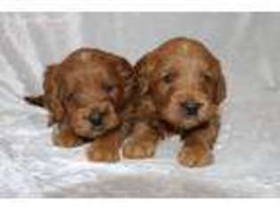 Goldendoodle Puppy for sale in Wakarusa, IN, USA