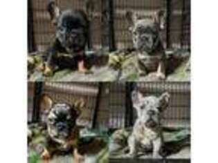 French Bulldog Puppy for sale in Allentown, PA, USA