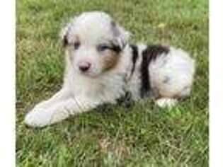 Australian Shepherd Puppy for sale in Rochester, MA, USA