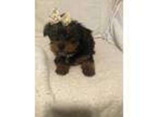 Yorkshire Terrier Puppy for sale in Muldrow, OK, USA