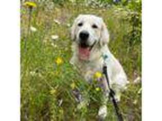 Golden Retriever Puppy for sale in Vancouver, WA, USA