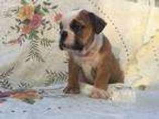 Bulldog Puppy for sale in Ashaway, RI, USA