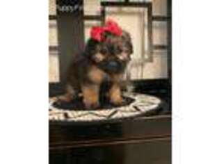 Yorkshire Terrier Puppy for sale in Rancho Cucamonga, CA, USA