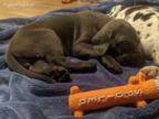 Great Dane Puppy for sale in Dayton, OH, USA