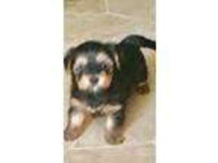 Yorkshire Terrier Puppy for sale in Mount Pleasant, MI, USA