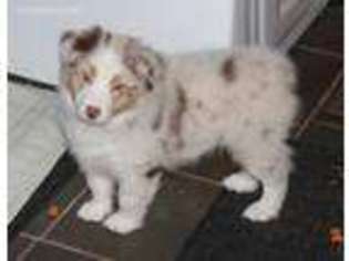Australian Shepherd Puppy for sale in Clermont, GA, USA