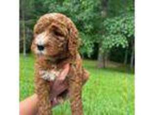 Mutt Puppy for sale in Clemson, SC, USA