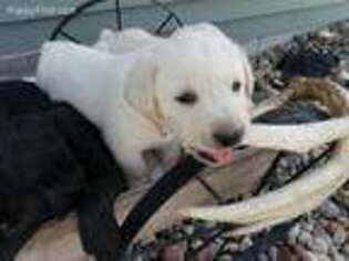 Labrador Retriever Puppy for sale in Osceola, IA, USA