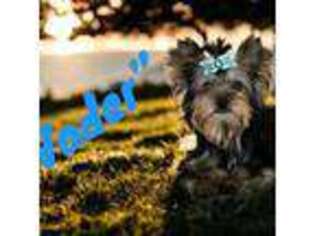 Yorkshire Terrier Puppy for sale in Hope, IN, USA