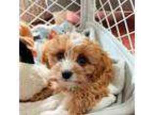 Cavapoo Puppy for sale in San Francisco, CA, USA