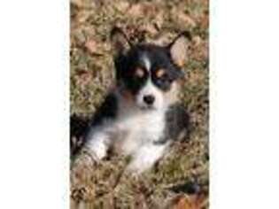 Pembroke Welsh Corgi Puppy for sale in Normangee, TX, USA