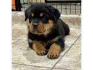 Rottweiler Puppy for sale in Spencerport, NY, USA