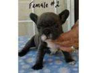 French Bulldog Puppy for sale in Buellton, CA, USA