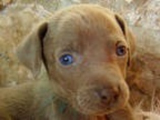 Weimaraner Puppy for sale in Cedarville, OH, USA