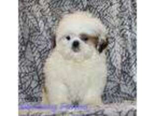 Mutt Puppy for sale in Houghton, IA, USA