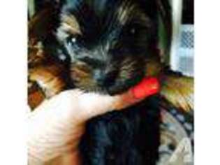 Yorkshire Terrier Puppy for sale in COMANCHE, TX, USA
