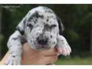 Great Dane Puppy for sale in Spring Hill, FL, USA