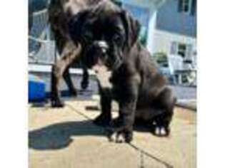 Boxer Puppy for sale in Tiffin, OH, USA