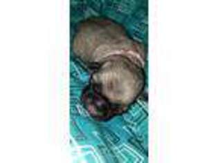 Pug Puppy for sale in Augusta, WI, USA