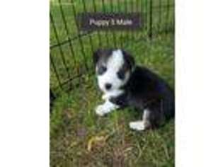 Pembroke Welsh Corgi Puppy for sale in Belding, MI, USA