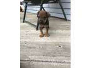 Rhodesian Ridgeback Puppy for sale in Reedsburg, WI, USA