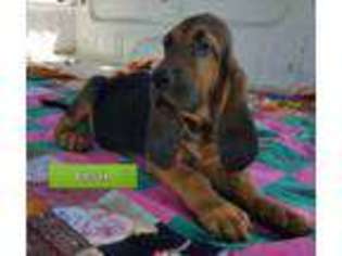 Bloodhound Puppy for sale in Van Buren, AR, USA