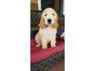 Goldendoodle Puppy for sale in Rich Creek, VA, USA