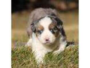 Australian Shepherd Puppy for sale in Bend, OR, USA