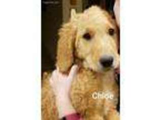 Goldendoodle Puppy for sale in Arpin, WI, USA