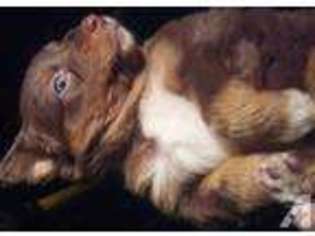 Australian Shepherd Puppy for sale in SEATTLE, WA, USA
