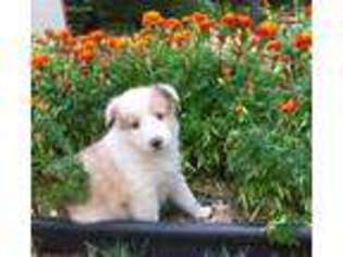 Shetland Sheepdog Puppy for sale in Stanberry, MO, USA