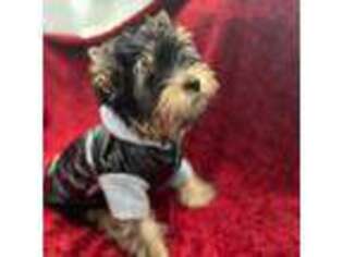 Yorkshire Terrier Puppy for sale in Mount Sinai, NY, USA
