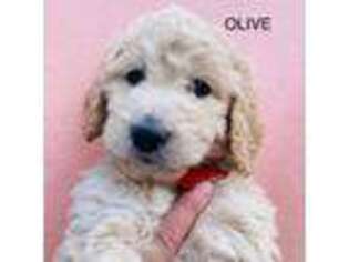 Mutt Puppy for sale in New Carlisle, OH, USA