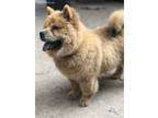Chow Chow Puppy for sale in San Diego, CA, USA